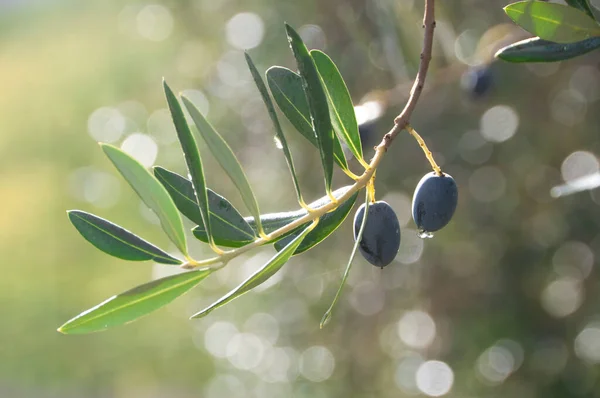 Ratolest Olivovníku Zelenými Listy — Stock fotografie