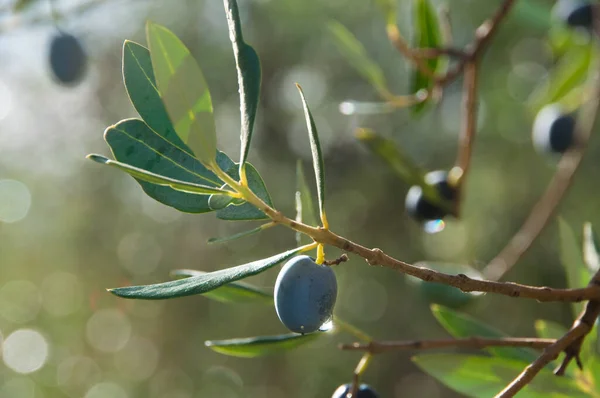 Olive Tree Branch Ripe Plums — Stock fotografie