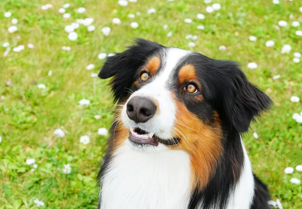 Portrait Cute Dog Outdoor — Zdjęcie stockowe