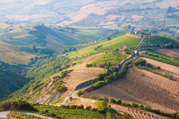 Vineyards Winery Rural Landscape —  Fotos de Stock