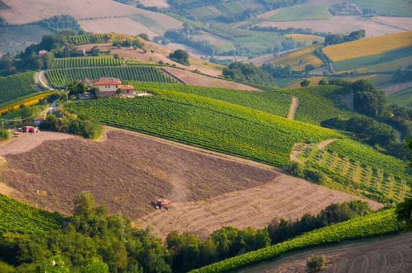 View Vineyards Rural Landscape — Foto de Stock