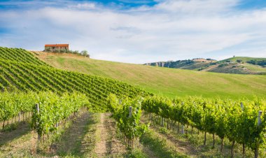 Güzel manzara üzüm bağları Toskana, İtalya