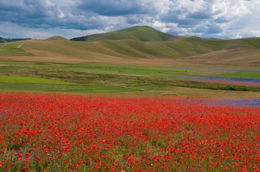 Kırmızı gelincik tarlasıyla güzel bir manzara