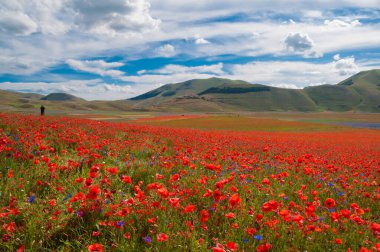 Kırmızı gelincik tarlasıyla güzel bir manzara
