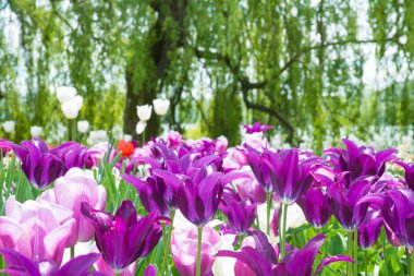 Bahçede güzel bahar çiçekleri