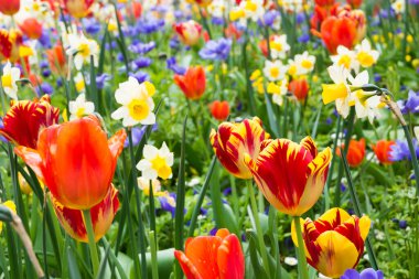 Bahçedeki güzel laleler