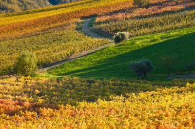Chianti bölgesindeki üzüm bağları, Fransa
