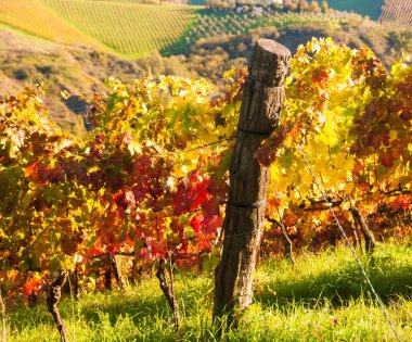 Güzel üzüm bağlarında yetişen üzüm manzarası.