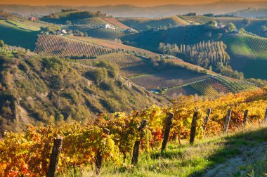 Güzel üzüm bağlarında yetişen üzüm manzarası.