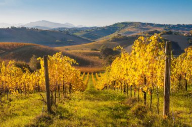 Güzel üzüm bağlarında yetişen üzüm manzarası.