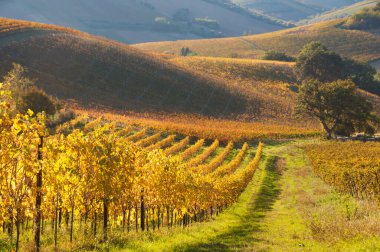Güzel üzüm bağlarında yetişen üzüm manzarası.