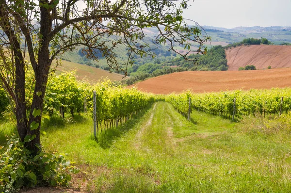 Güzel manzara üzüm bağları Toskana, İtalya