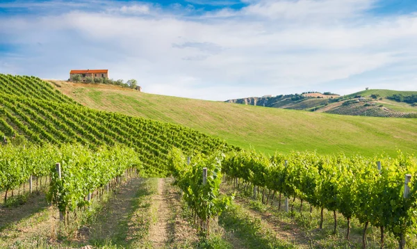 Güzel manzara üzüm bağları Toskana, İtalya