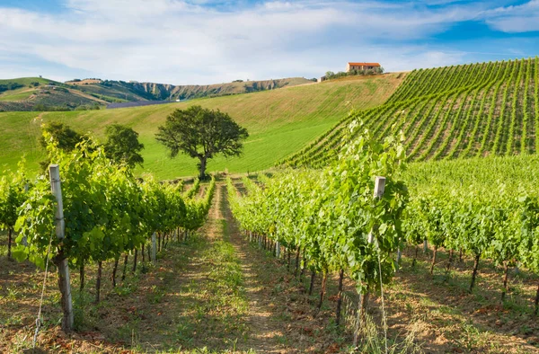 Güzel manzara üzüm bağları Toskana, İtalya