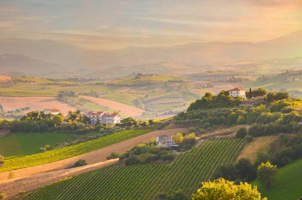 Виноградник Сьянті Тоскана Італія — стокове фото