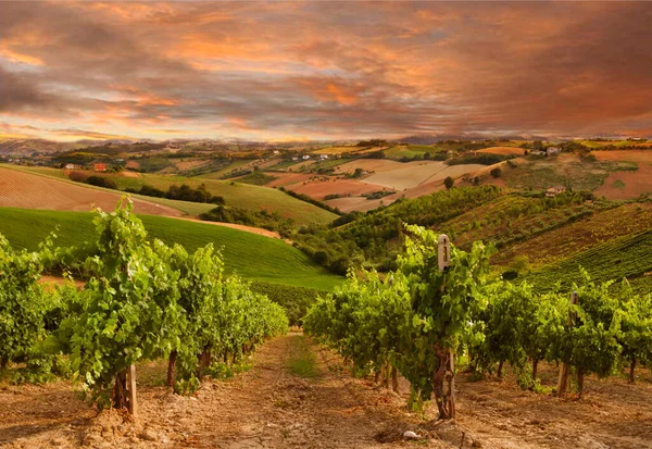 Wijngaard Cianti Toscane Italië — Stockfoto