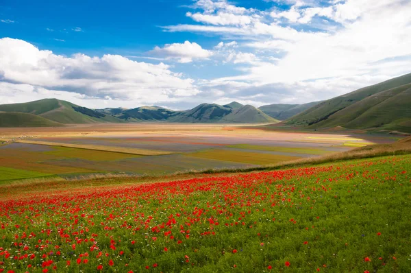 Красивий Пейзаж Полем Квітів — стокове фото