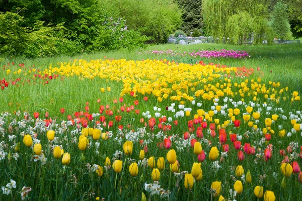 Tiro Cênico Flores Bonitas Jardim — Fotografia de Stock