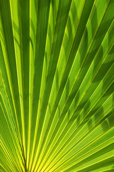 Hojas Verdes Fondo Hoja Palma Tropical —  Fotos de Stock