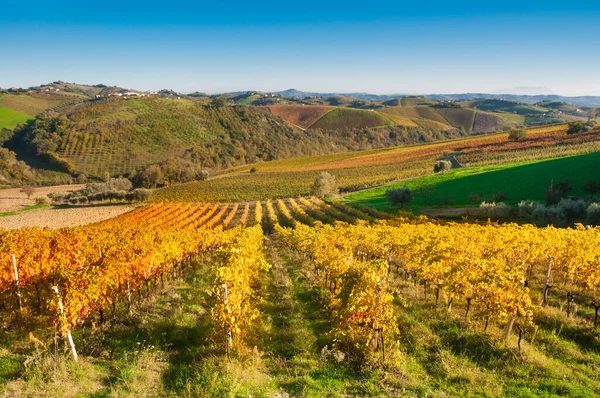 Pintoresca Foto Uvas Creciendo Hermoso Viñedo — Foto de Stock