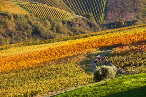 Viñedo Las Montañas —  Fotos de Stock