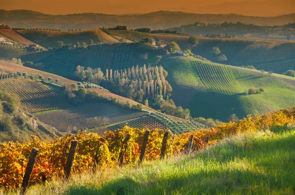 Виноградник Италии Тоскана Регион Пьемонт Швейцария Европа — стоковое фото