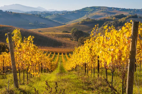 Виноградник Кьянти Италия — стоковое фото