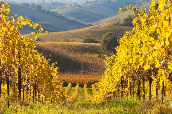 イタリアのキアンティ地方のブドウ畑 — ストック写真