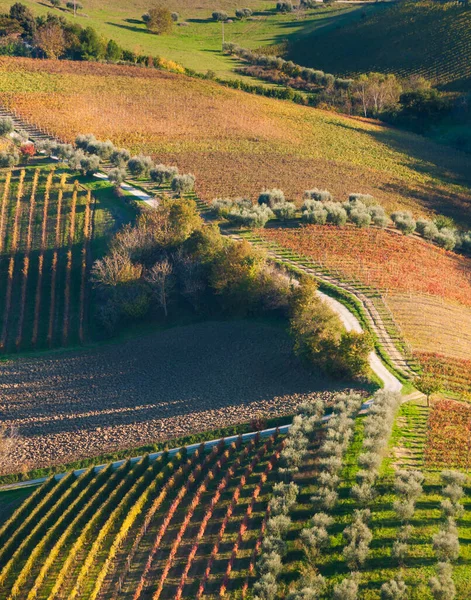 Vista Aérea Del Viñedo Campo — Foto de Stock