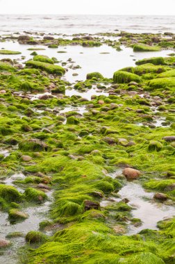 Deniz kıyısının güzel manzarası