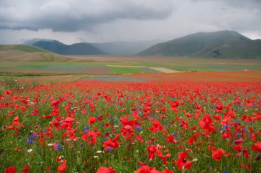 Tarlada güzel kırmızı gelincikler