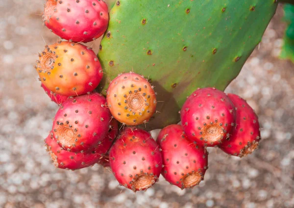 Stekelige Peren Cactus Opuntia Ficus Indica Indiase Vijgenopuntia Met Rijp — Stockfoto
