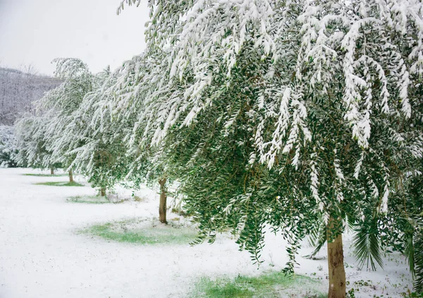 Snow Covered Green Trees Forest — Stock Photo, Image