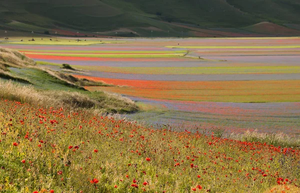 Красивый Пейзаж Полем Маковых Цветов — стоковое фото