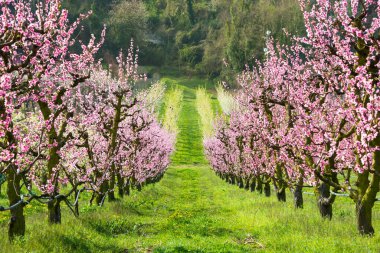 Güzel bahar manzarası. Çiçek açan pembe ağaçlı kırsal alan 
