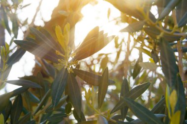 Bahçedeki bir ağacın yeşil yaprakları