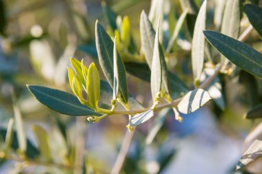 Bahçesinde yeşil yapraklar olan zeytin dalı