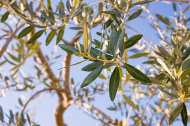 Bahçesinde yeşil yapraklar olan zeytin dalı