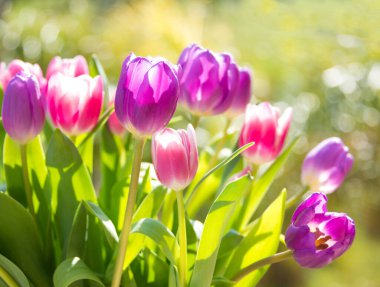 Bahçedeki güzel laleler