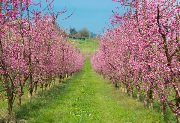 Beautiful Spring Landscape Rural Field Blooming Pink Trees — Stock Photo, Image