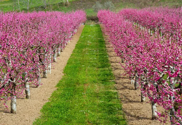 Gyönyörű Tavaszi Táj Vidéki Mező Virágzó Rózsaszín Fákkal — Stock Fotó