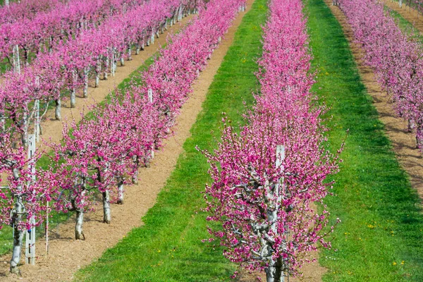 Beautiful Spring Landscape Rural Field Blooming Pink Trees — Stock Photo, Image