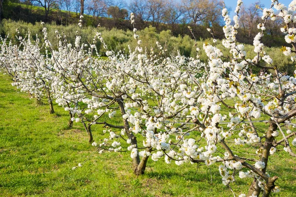 Flores Blancas Del Manzano Primavera — Foto de Stock