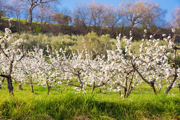 Bela Árvore Cereja Florescendo Primavera — Fotografia de Stock