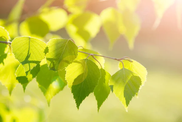 Feuilles Vertes Sur Arbre — Photo