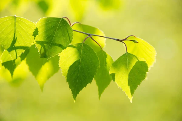 Feuilles Vertes Sur Arbre — Photo