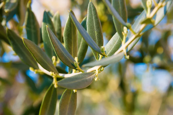 Olivovník Zelenými Listy Zahradě — Stock fotografie