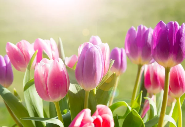 Beautiful Tulips Flowers Garden — Stock Photo, Image