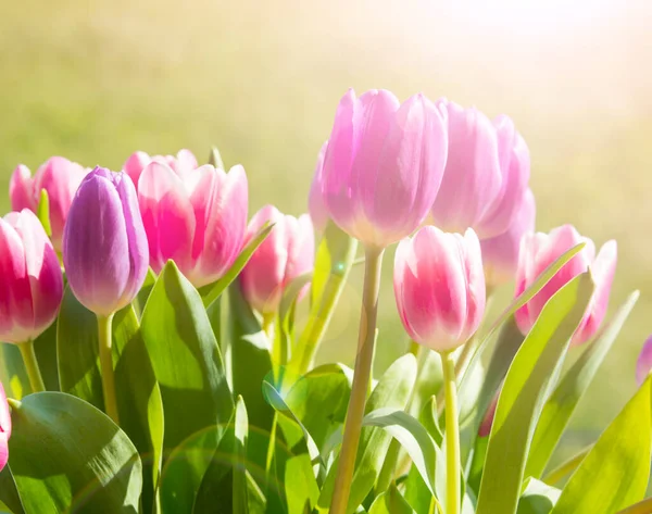 Beautiful Tulips Garden — Stock Photo, Image