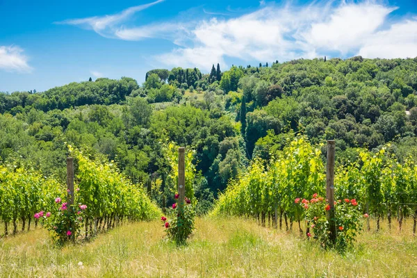 Wijngaard Chianti Regio Italië — Stockfoto